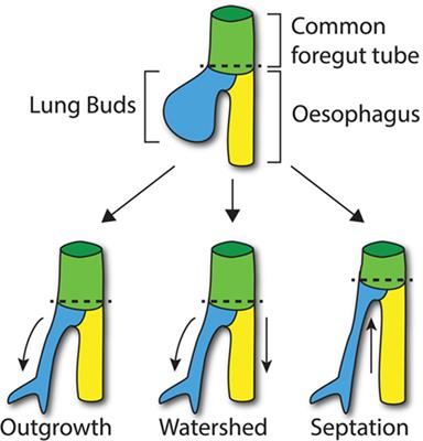 Update on Foregut Molecular Embryology and Role of Regenerative Medicine Therapies